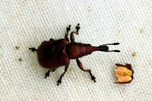 Réf. 273 079 : Rhynchites auratus